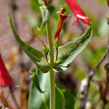 Firecracker Penstemon has paired leaves that clasp (sessile) the stems. Note flowers emerge from leaf axils. Penstemon eatonii
